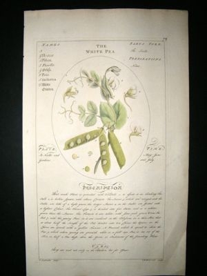Sheldrake: 1759 Medical Botany. The White Pea. Hand Col