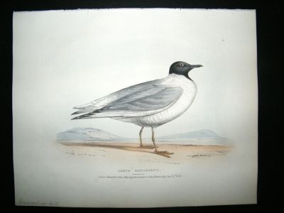 Swainson 1831 Bonapartian Gull, Hand Col Bird Print