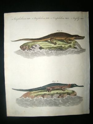 Bertuch: C1800 Crocodile, Aligator. Hand Coloured Print