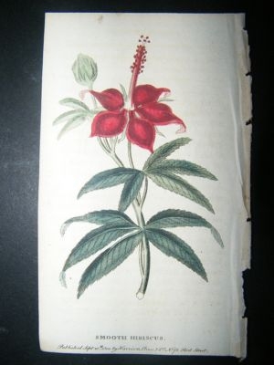 Botanical Print: 1800 Smooth Hibiscus, Hand Coloured