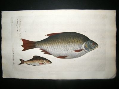 Willughby & Ray 1686 Folio Hand Col Fish Print. Rudd. Willoughby