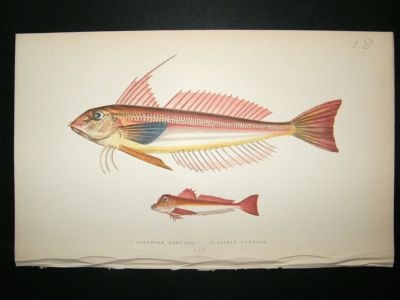 Fish Print: 1869 Lanthorn Gurnard, Little Gurnard, Couc