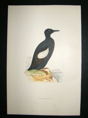 Bird Print: 1891 Black Guillemot, Morris, hand coloured