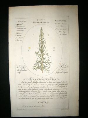 Sheldrake: 1759 Medical Botany. Common Southernwood. Hand Col