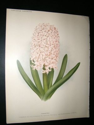 Florilegium Harlemense 1901 Folio Botanical Print. Gigantea Hyacinth
