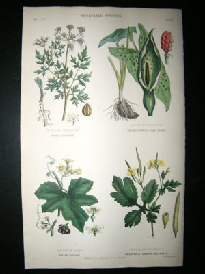 Rhind: 1855 Botanical Print. Poisons, Fools Parsley, Bryony, Cuckoo Pint