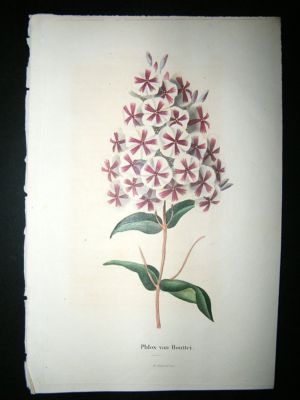 Herincq C1860 Hand Col Botanical Print. Phlox Van Houttei