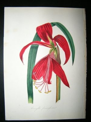 Paxton C1835 Hand Col Botanical Print. Amaryllis Formosissima Lily