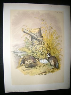 Studer 1881 Folio Bird Print. American Quail or Partridge