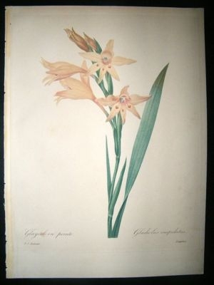 Redoute: 1827 Botanical. Gladiolus. Fine Hand Col