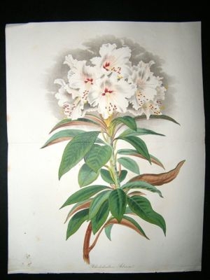 Paxton C1835 Hand Col Botanical Print. Rhododendron Arborica. Double