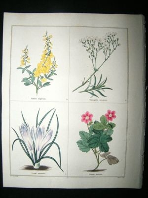 Maund C1830 Cytisus, Gypsophila, Crocus, Dwarf Bramble 38. Hand Col Botanical Pr