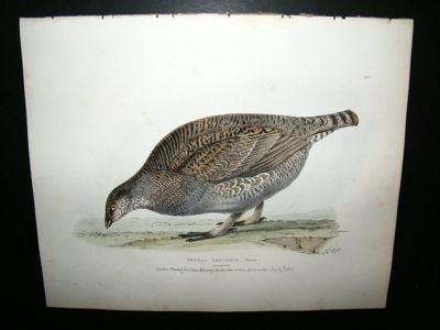 Swainson 1831 Dusky Grouse, Hand Col Bird Print