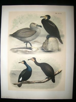 Studer 1881 Folio Bird Print. Black-Footed Albatross & Cormorants
