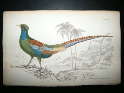Jardine: C1840 Green Pheasant. Hand Col Bird Print