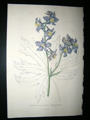 Herincq C1860 Hand Col Botanical Print. Delphinium Pictum