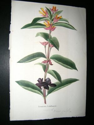 Herincq C1860 Hand Col Botanical Print. Lonicera Ledebourii Honeysuckle