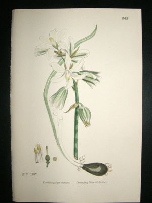 Botanical Print 1899 Drooping Star-of-Bethel, Sowerby H