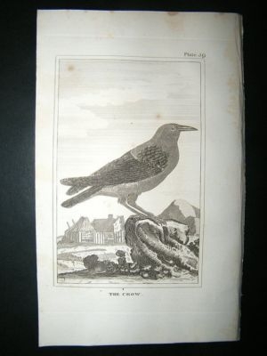 Bird Print: 1812 The Crow, Buffon, Antique