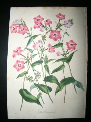Paxton C1835 Hand Col Botanical Print. Phlox Drummondi