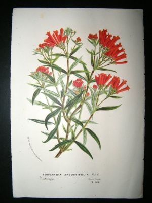 Van Houtte: C1860 Hand Col Botanical Print. Bouvardia Angustifolia