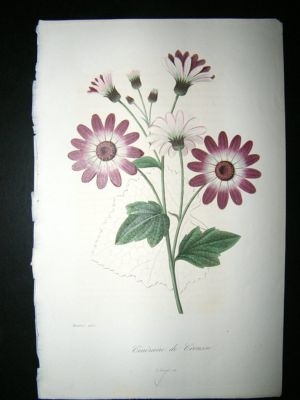 Herincq C1860 Hand Col Botanical Print. Cineraire de Crousse