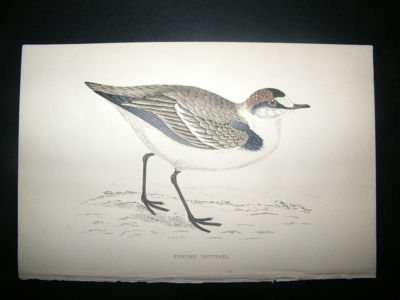 Bird Print: 1867 Kentish Dotterel, Morris Hand Col