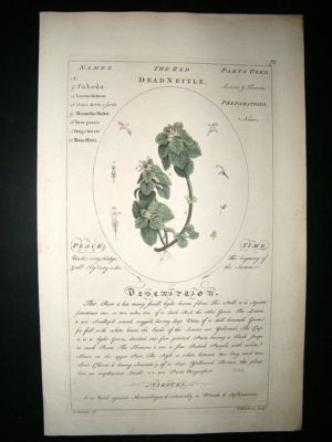 Sheldrake: 1759 Medical Botany. The Red Dead Nettle. Hand Col