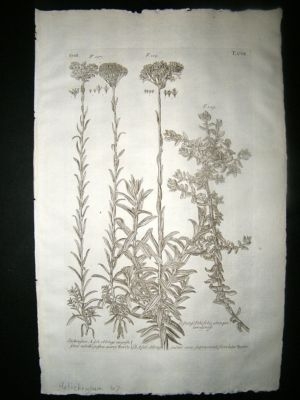Dillenius 1774 Folio Botanical Print. Helichrysum 107