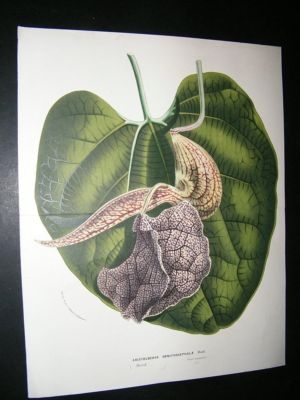 Van Houtte: C1860 Botanical Print. Aristolochia Ornithocephala. LG