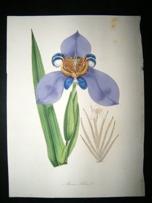 Paxton C1835 Hand Col Botanical Print. Marica Sabini Iris