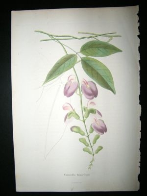 Herincq C1860 Hand Col Botanical Print. Canavalia Bonariensis