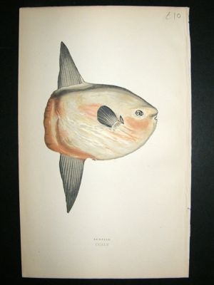 Fish Print: 1869 Sunfish, Couch