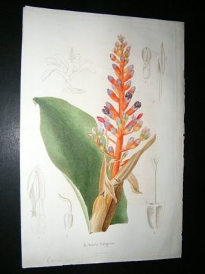 Herincq C1860 Hand Col Botanical Print. Coral Berry