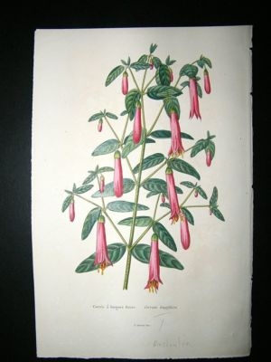 Herincq C1860 Hand Col Botanical Print. Correa Longiflora. Australian