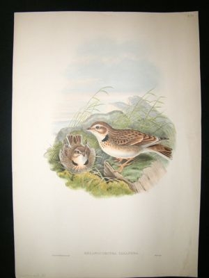 Gould Birds of Great Britain: 1862 Calandra Lark. Hand