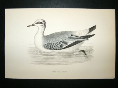 Bird Print: 1867 Grey Phalarope, Morris, hand coloured