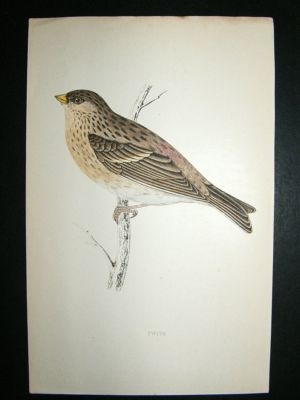 Bird Print: 1867 Twite, Morris, hand coloured