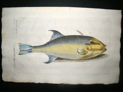 Willughby & Ray 1686 Folio Hand Col Fish Print. Gauperra Longa