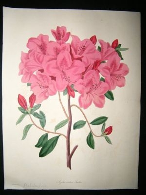 Paxton C1835 Hand Col Botanical Print. Rhododendron. Double