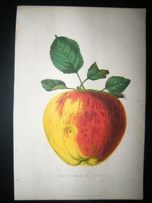 Botanical Print: 1874 Alexander Apple, Fruit
