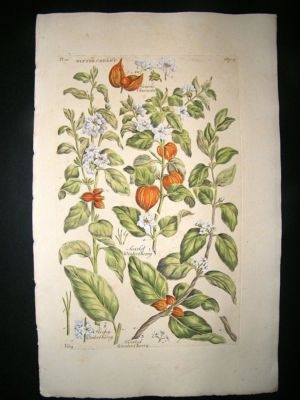 Hill:C1760 Folio Botanical Winter Cherry Fruit, Hand Co