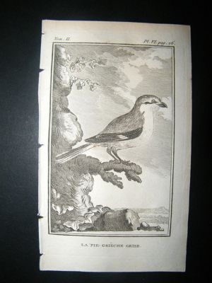 Bird Print: 1770 Grey Shrike, Buffon Copper Plate