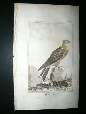 Bird Print: 1812 The Kite, Buffon