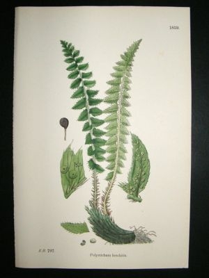 Botanical Print 1899 Polystichum Lonchitis, Sowerby Han