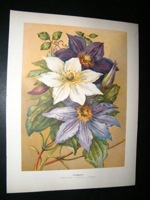 Wright: C1900 Botanical Print. Clematis