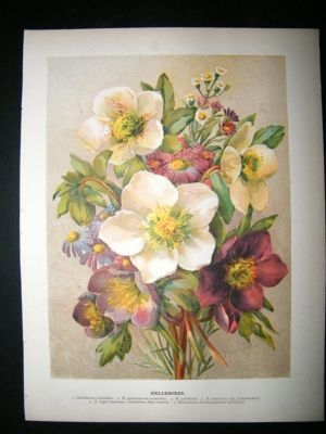 Wright: C1900 Botanical Print. Hellebores