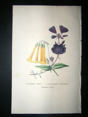 Botanical Print: 1845 Bouvardia Flava, Hand Col