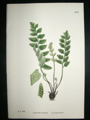 Botanical Print 1899 Sea Spleenwort Fern, Sowerby Hand