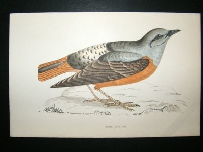 Bird Print: 1867 Rock Thrush, Morris, hand coloured